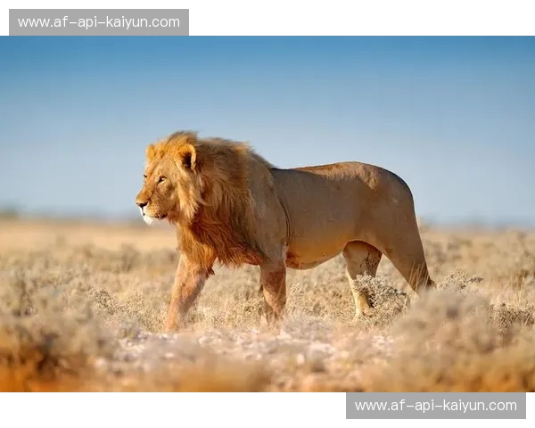 绿茵场上的“米德兰巅峰”：当公羊遇见狮子，不只是足球，更是宿命